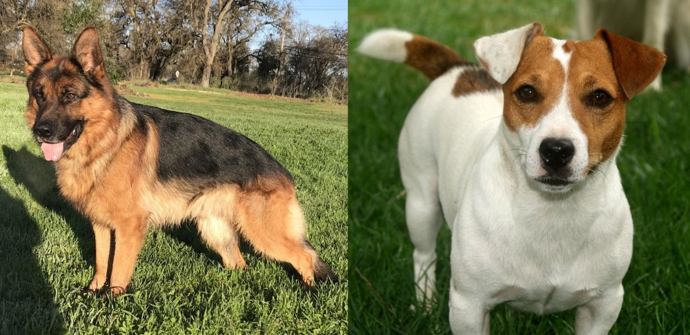 Irish Jack Russell vs German Shepherd - Breed Comparison