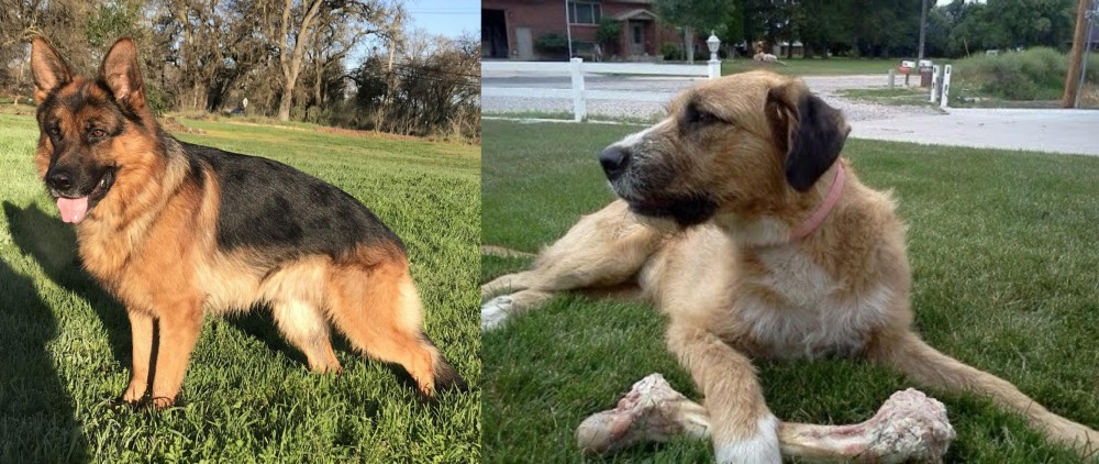 Irish Mastiff Hound vs German Shepherd - Breed Comparison