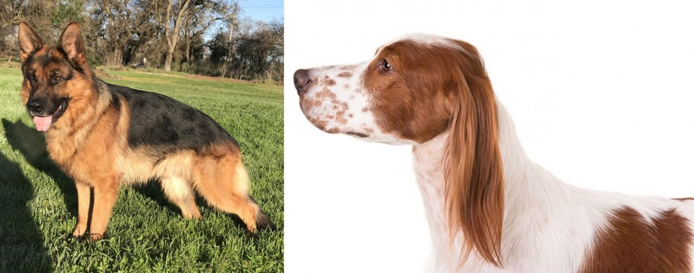 Irish Red and White Setter vs German Shepherd - Breed Comparison