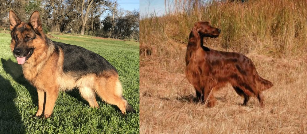 Irish Setter vs German Shepherd - Breed Comparison