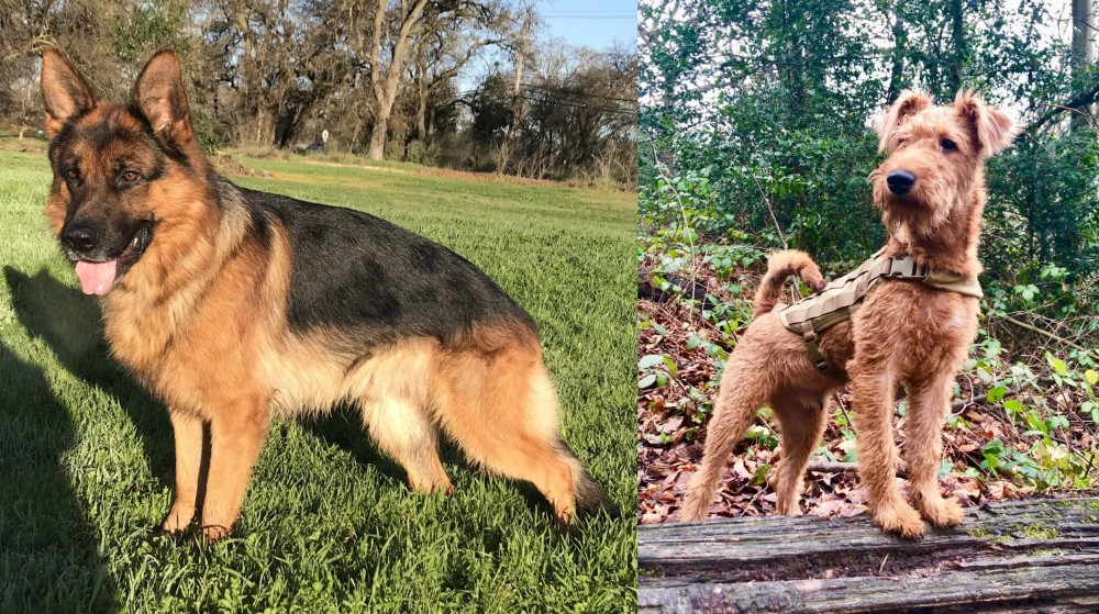 Irish Terrier vs German Shepherd - Breed Comparison