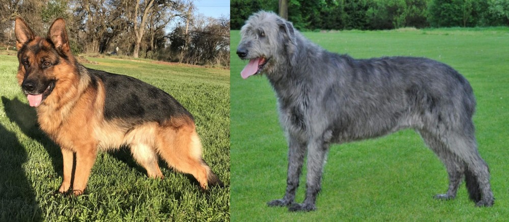 Irish Wolfhound vs German Shepherd - Breed Comparison
