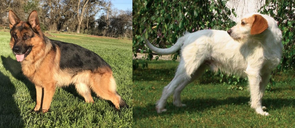 Istarski Ostrodlaki Gonic vs German Shepherd - Breed Comparison