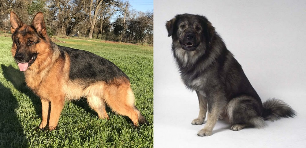 Istrian Sheepdog vs German Shepherd - Breed Comparison