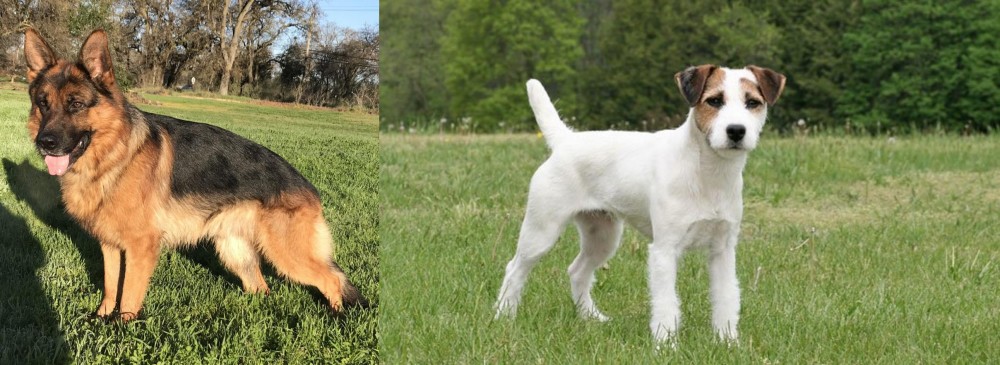 Jack Russell Terrier vs German Shepherd - Breed Comparison