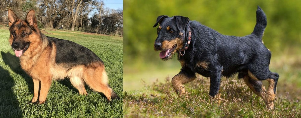 Jagdterrier vs German Shepherd - Breed Comparison
