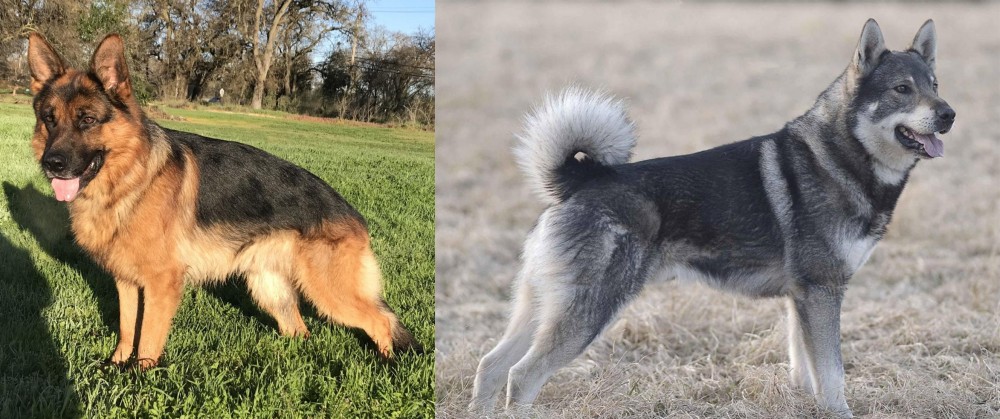 Jamthund vs German Shepherd - Breed Comparison