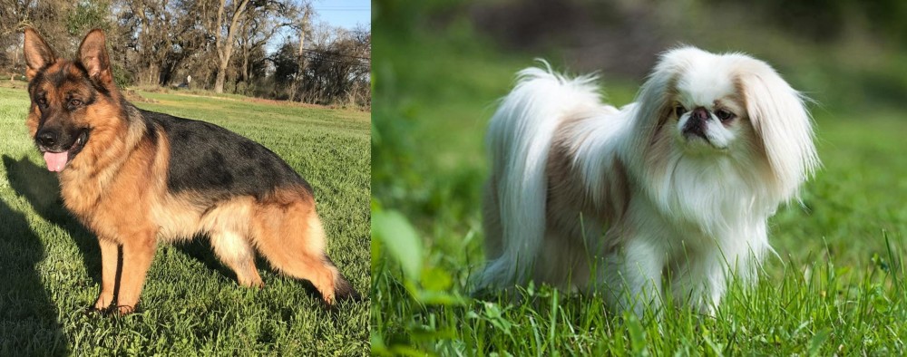 Japanese Chin vs German Shepherd - Breed Comparison