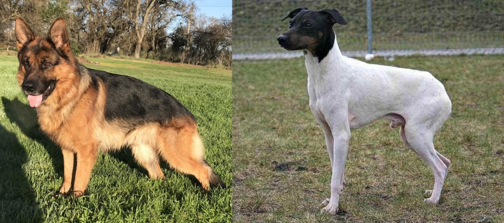 Japanese Terrier vs German Shepherd - Breed Comparison