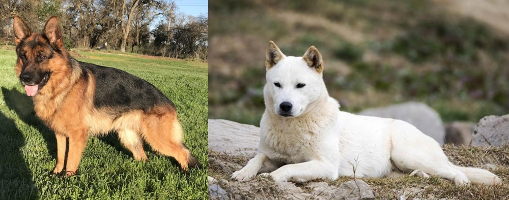 Jindo vs German Shepherd - Breed Comparison