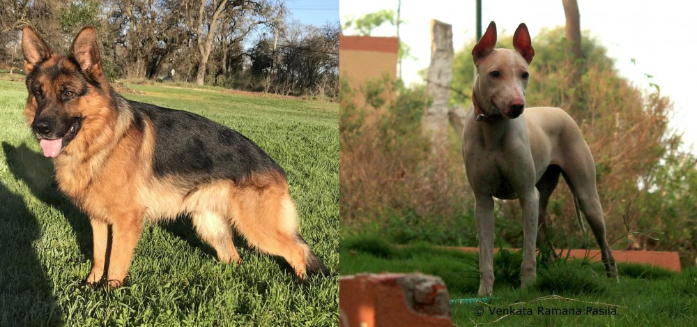 Jonangi vs German Shepherd - Breed Comparison