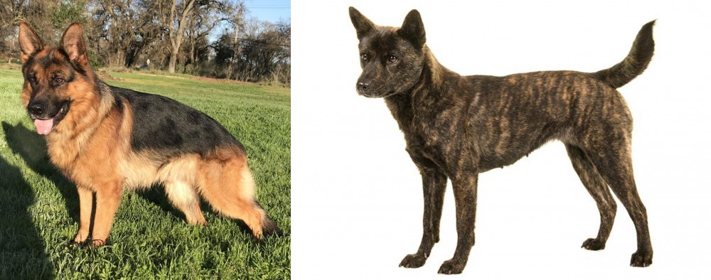 Kai Ken vs German Shepherd - Breed Comparison