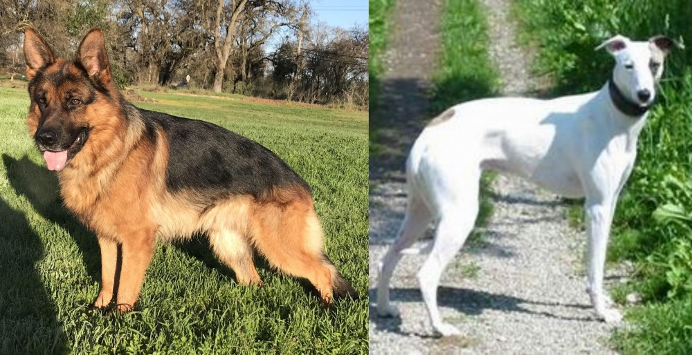 Kaikadi vs German Shepherd - Breed Comparison