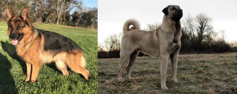 Kangal Dog vs German Shepherd - Breed Comparison
