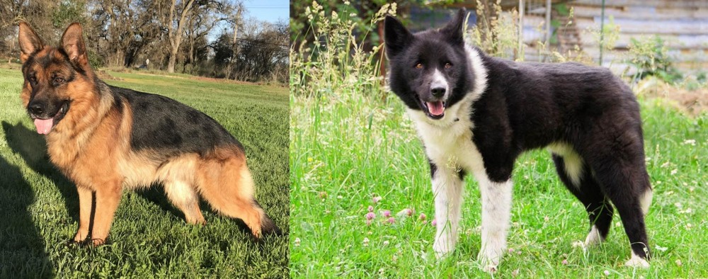 Karelian Bear Dog vs German Shepherd - Breed Comparison