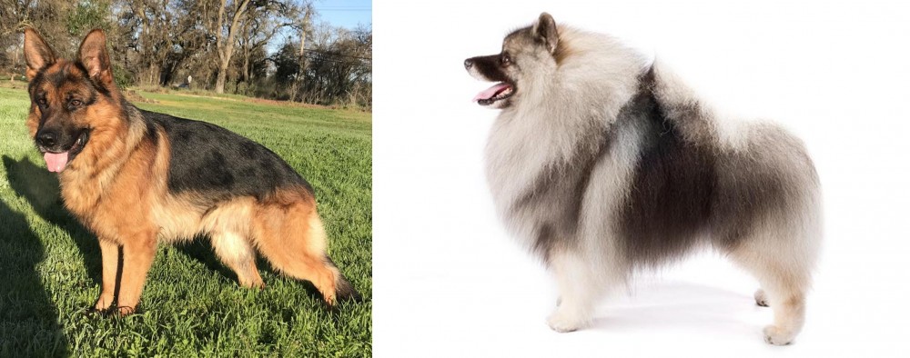 Keeshond vs German Shepherd - Breed Comparison