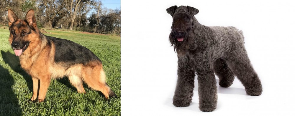 Kerry Blue Terrier vs German Shepherd - Breed Comparison