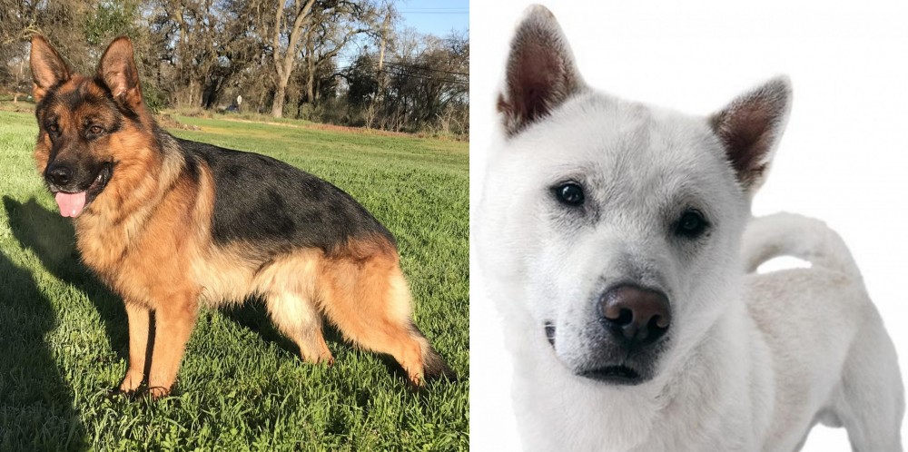 Kishu vs German Shepherd - Breed Comparison