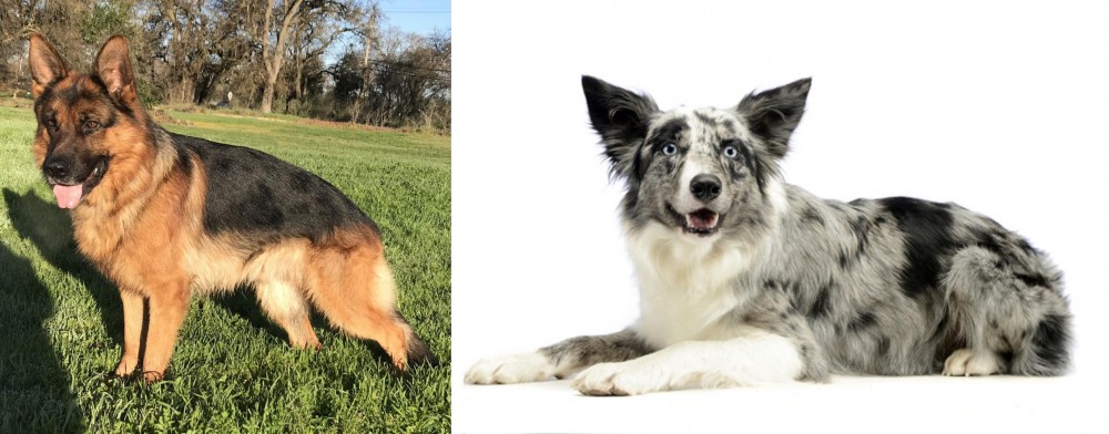 Koolie vs German Shepherd - Breed Comparison