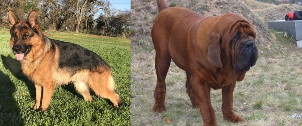 Korean Mastiff vs German Shepherd - Breed Comparison