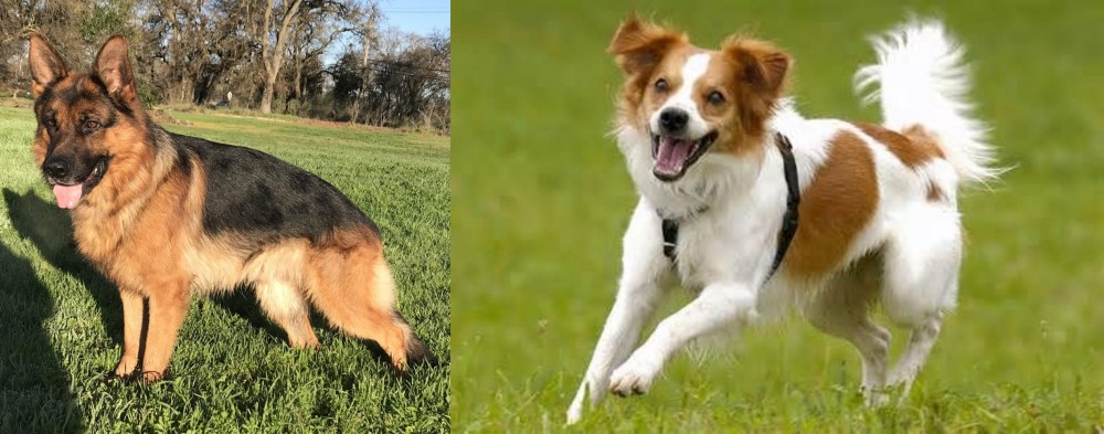 Kromfohrlander vs German Shepherd - Breed Comparison