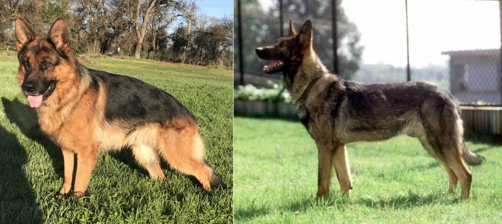 Kunming Dog vs German Shepherd - Breed Comparison