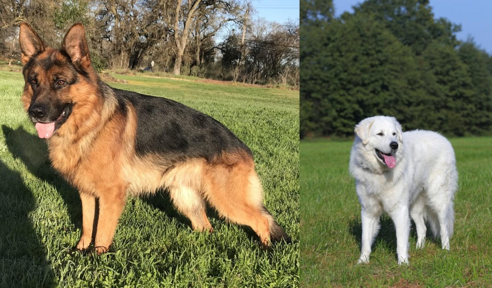 Kuvasz vs German Shepherd - Breed Comparison