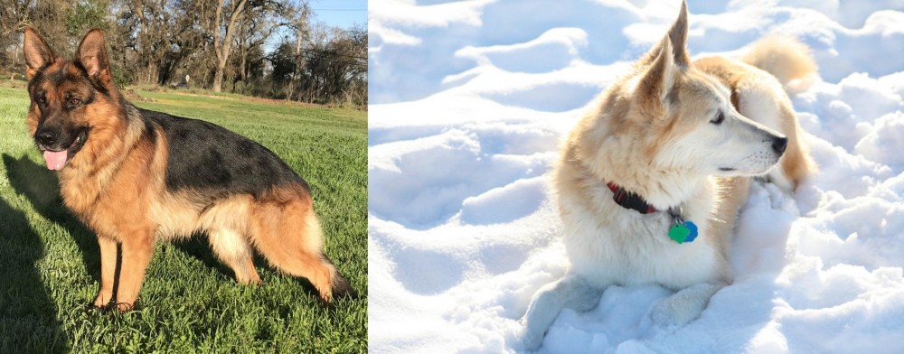 Labrador Husky vs German Shepherd - Breed Comparison