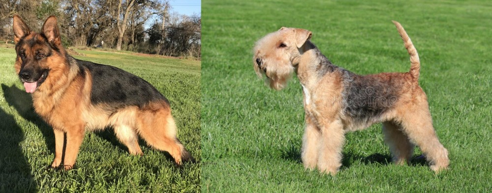 Lakeland Terrier vs German Shepherd - Breed Comparison