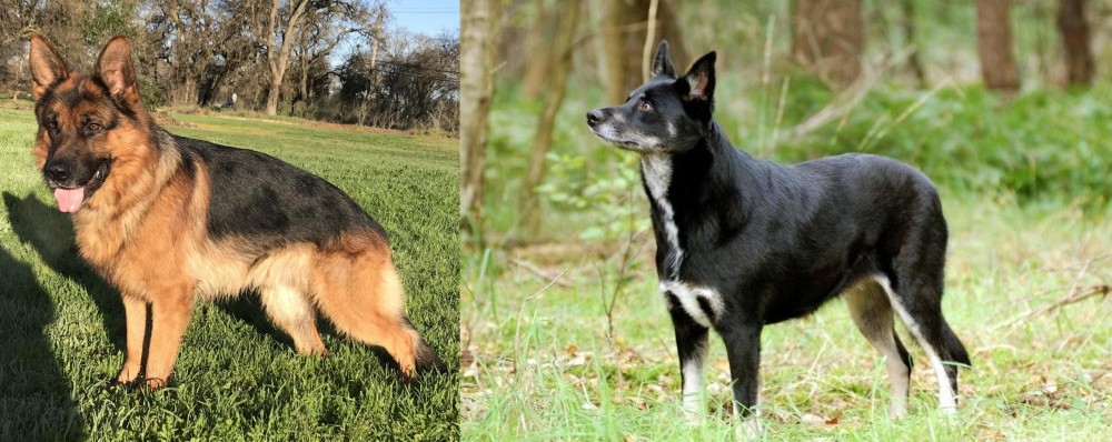 Lapponian Herder vs German Shepherd - Breed Comparison