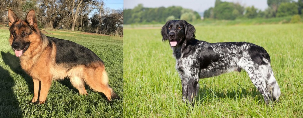 Large Munsterlander vs German Shepherd - Breed Comparison