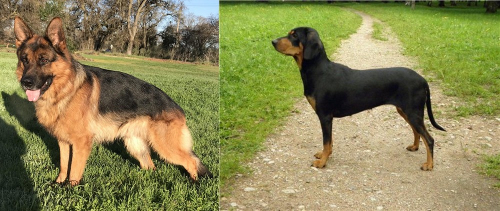 Latvian Hound vs German Shepherd - Breed Comparison