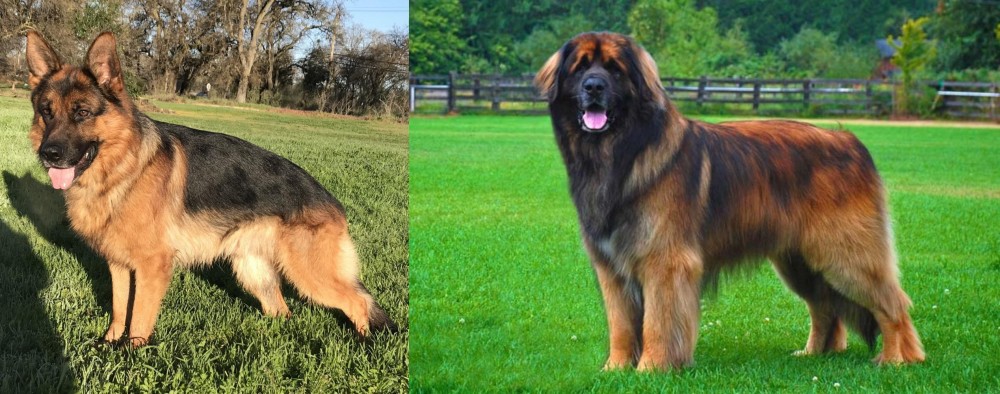 Leonberger vs German Shepherd - Breed Comparison
