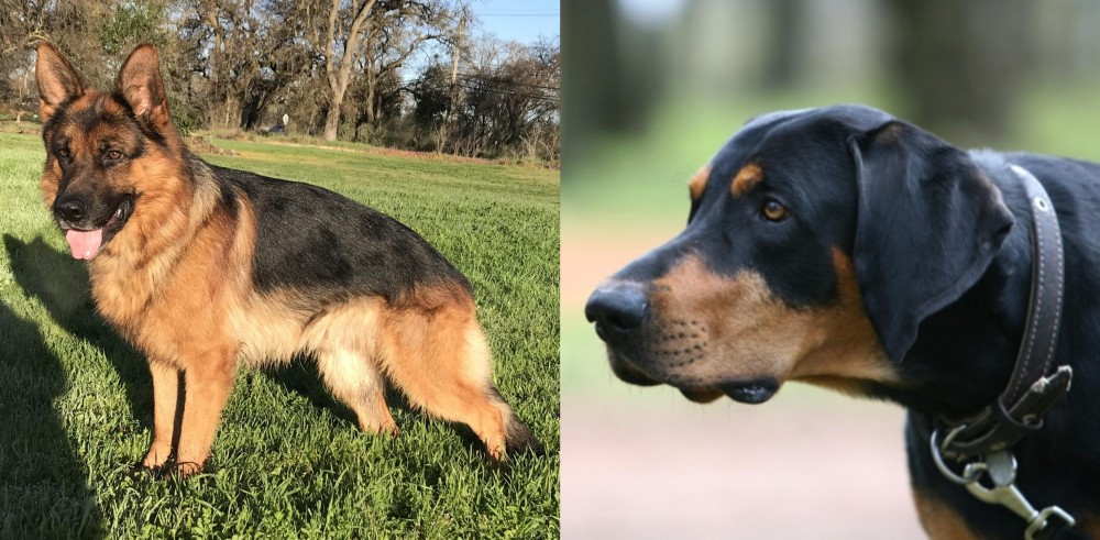 Lithuanian Hound vs German Shepherd - Breed Comparison