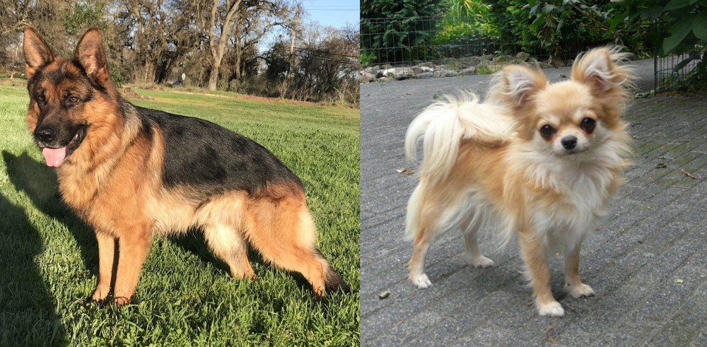 Long Haired Chihuahua vs German Shepherd - Breed Comparison