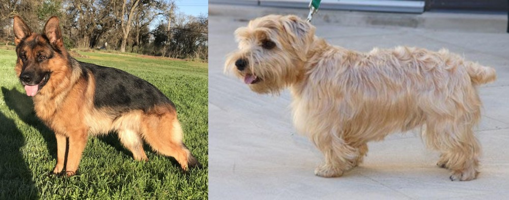 Lucas Terrier vs German Shepherd - Breed Comparison