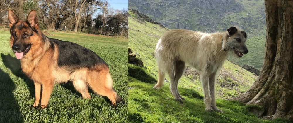 Lurcher vs German Shepherd - Breed Comparison