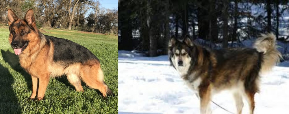 Mackenzie River Husky vs German Shepherd - Breed Comparison