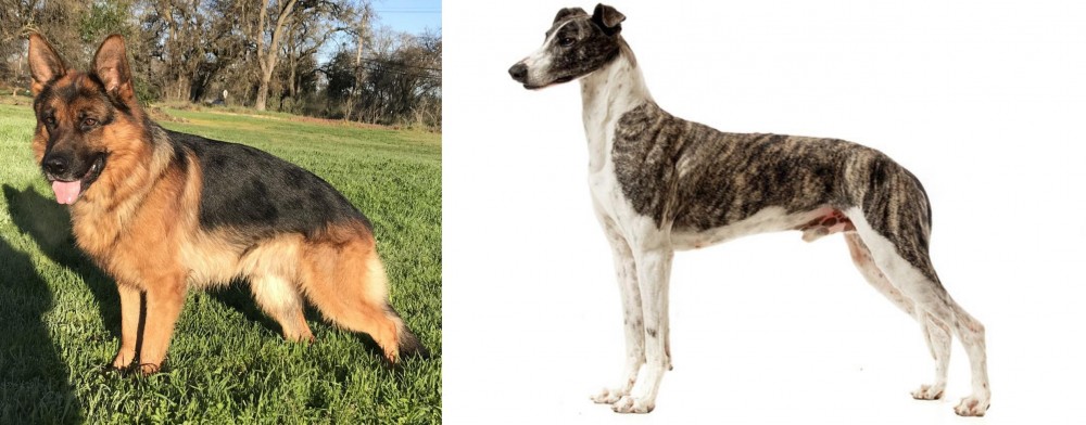 Magyar Agar vs German Shepherd - Breed Comparison