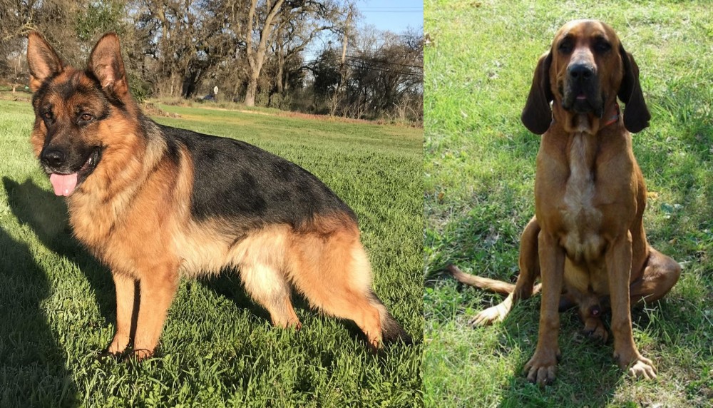 Majestic Tree Hound vs German Shepherd - Breed Comparison