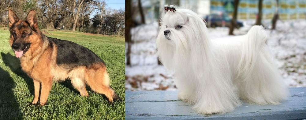 Maltese vs German Shepherd - Breed Comparison