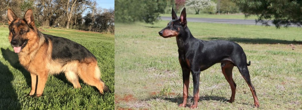 Manchester Terrier vs German Shepherd - Breed Comparison