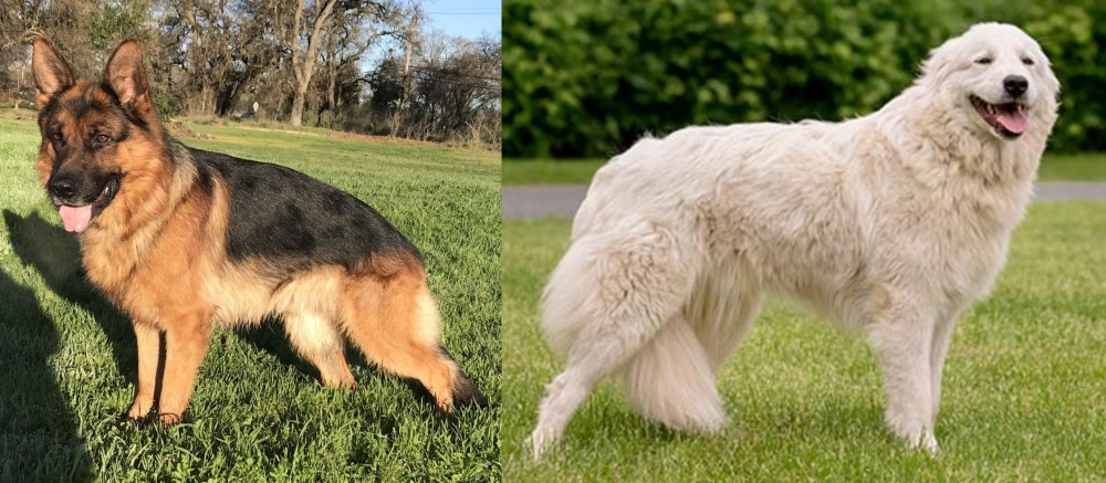 Maremma Sheepdog vs German Shepherd - Breed Comparison