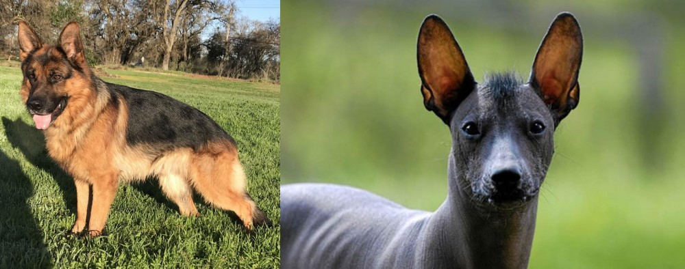 Mexican Hairless vs German Shepherd - Breed Comparison