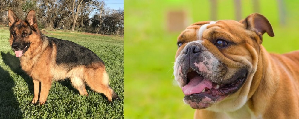 Miniature English Bulldog vs German Shepherd - Breed Comparison