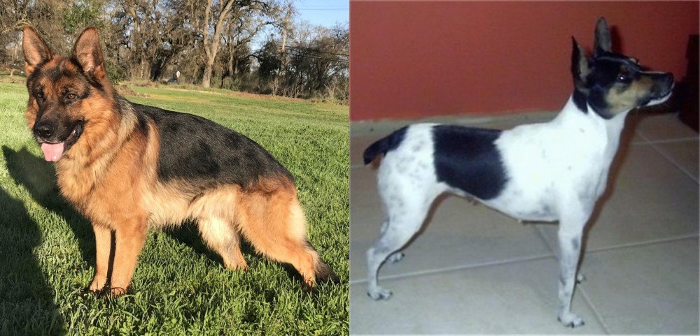 Miniature Fox Terrier vs German Shepherd - Breed Comparison