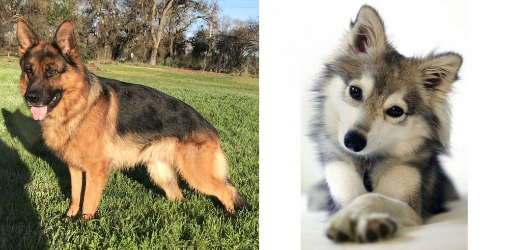 Miniature Siberian Husky vs German Shepherd - Breed Comparison