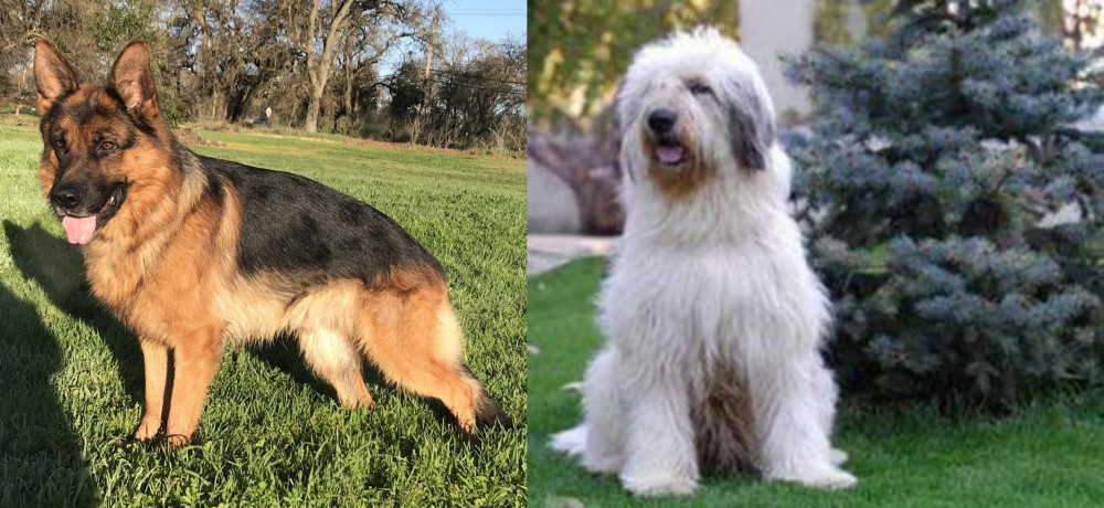 Mioritic Sheepdog vs German Shepherd - Breed Comparison