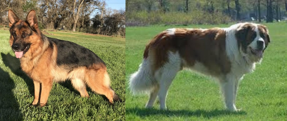 Moscow Watchdog vs German Shepherd - Breed Comparison