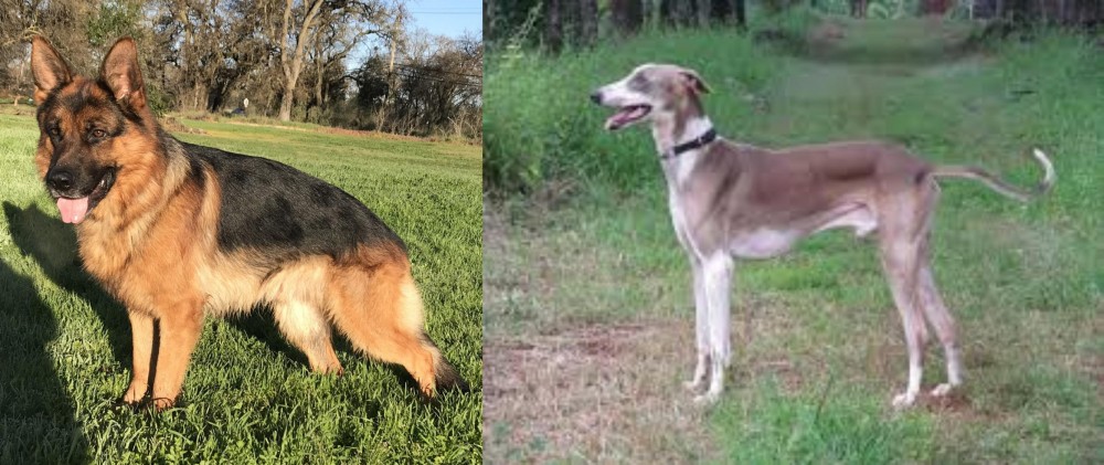 Mudhol Hound vs German Shepherd - Breed Comparison